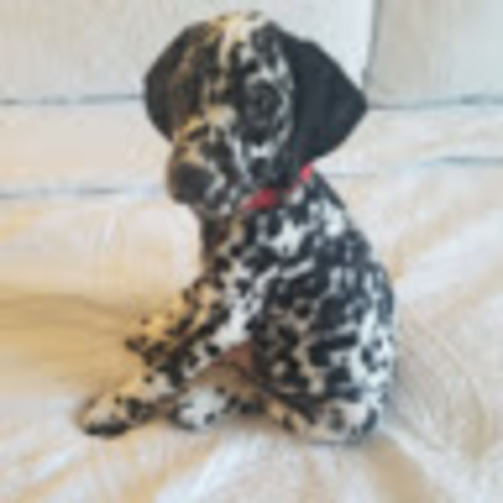 Meet your Posher, Chaz